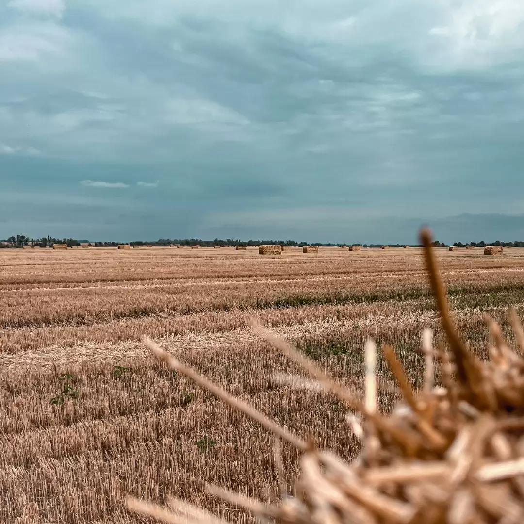 АНОНС ПРЯМОГО ЭФИРА "ПОДБОР СОРТА ОЗИМОЙ ПШЕНИЦЫ"