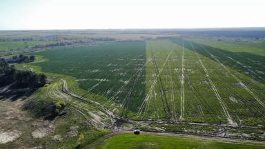 Каковы причины пожелтения и ожогов рапса?