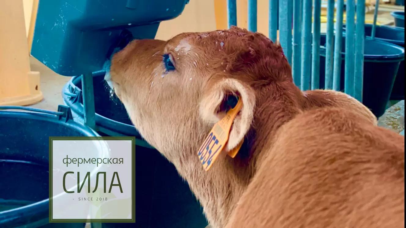 Гигиена поения телят — актуально и в жару, и в холод!