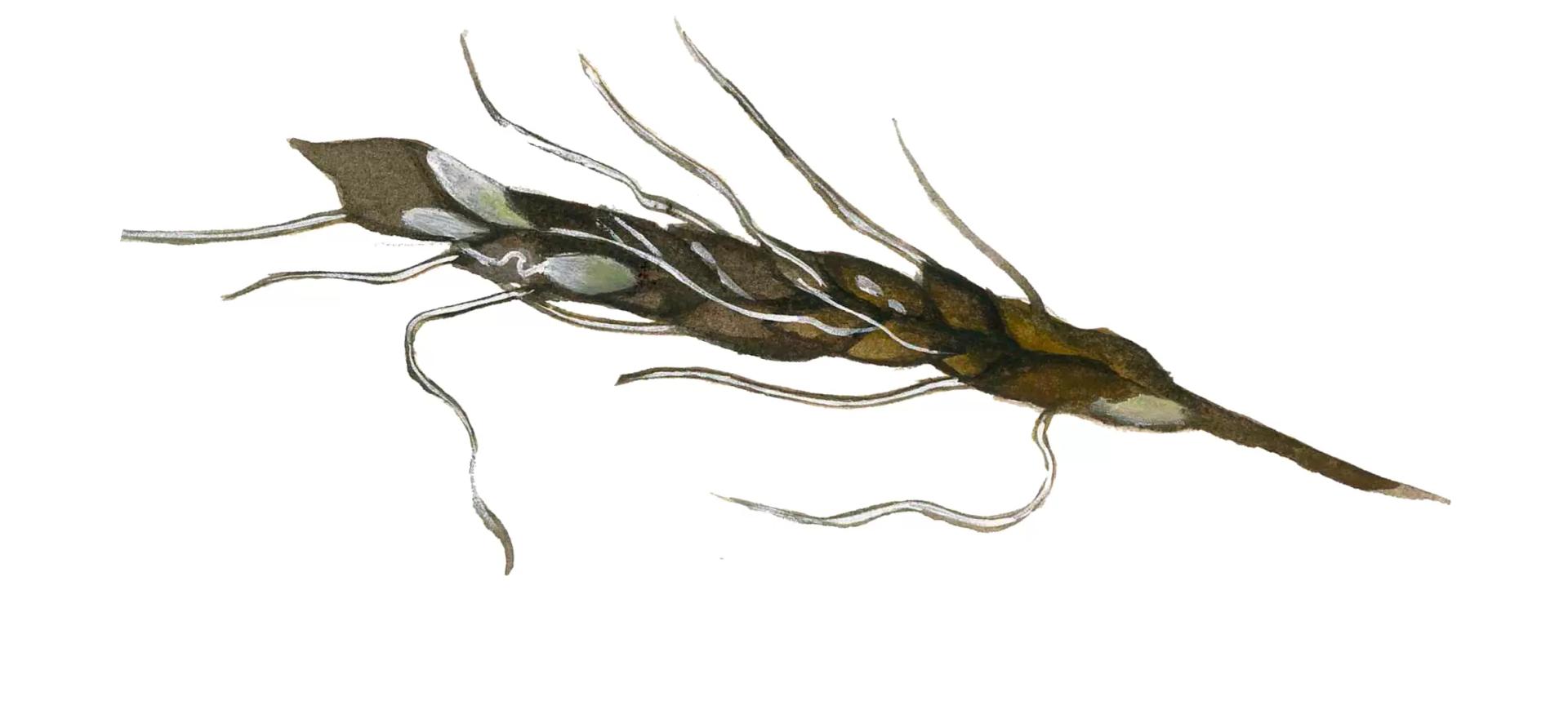 Ложная пыльная головня ячменя