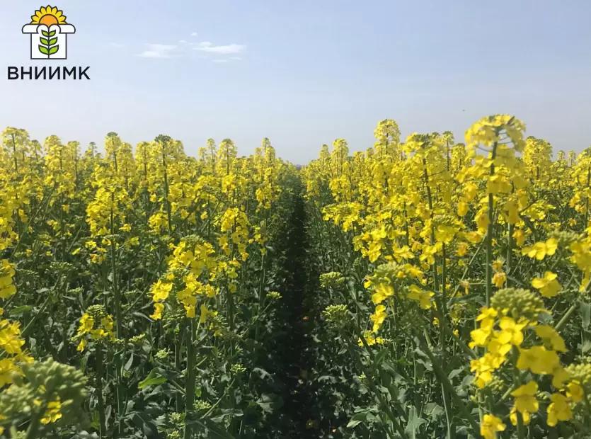 ОЛИВИН – первый в России высокоолеиновый сорт рапса озимого