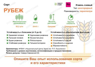 Рубеж сорт ячменя озимого