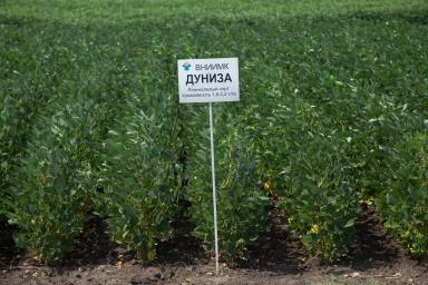 Сорта сои ФНЦ ВНИИМК им.В.С.Пустовойта