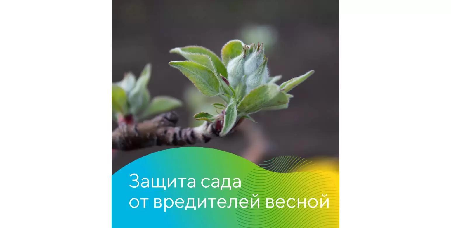 Ранняя защита садов от вредителей