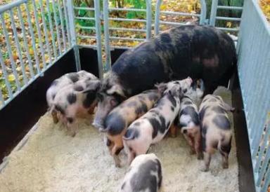 Литовская местная (литовская сережчатая) порода свиней