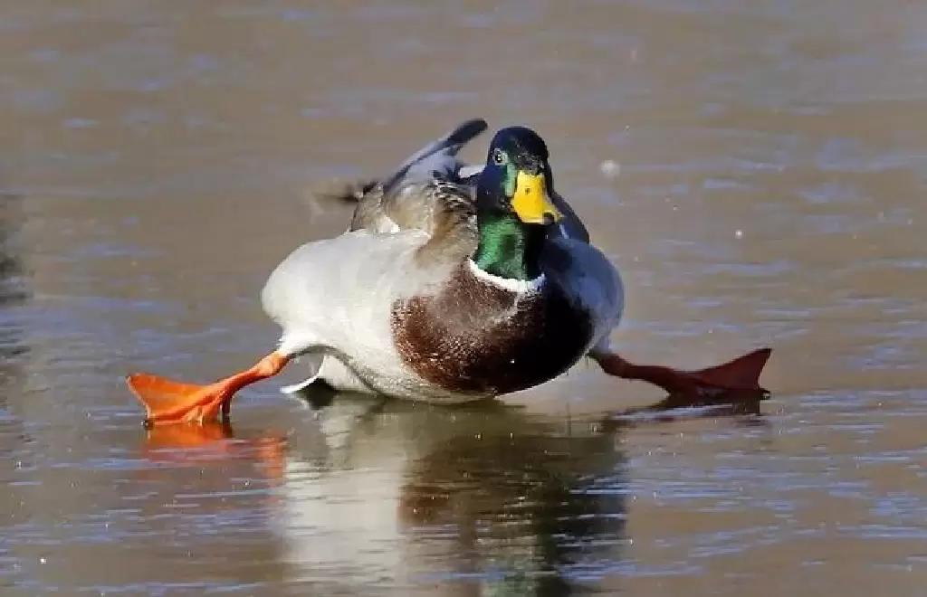 Меры борьбы с гололёдом на твердых поверхностях мощений в ЛПХ