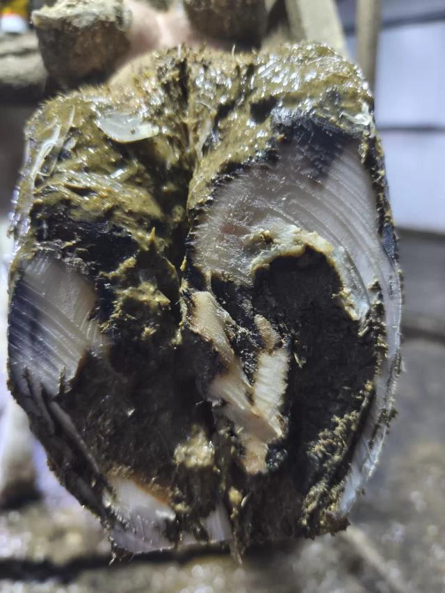 Кератинизация копытного рога.