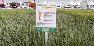 Новые сорта озимой пшеницы АНЦ "Донской"