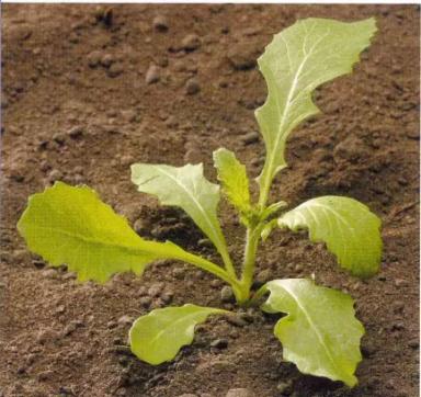 Горчица полевая