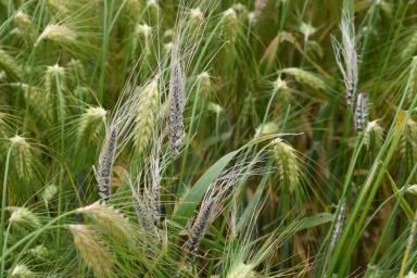 Твёрдая (каменная) головня ячменя