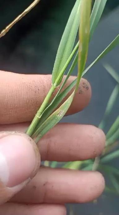 Вопросы из чатов: что с пшеницей?