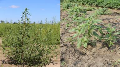 Настройка опрыскивателя для эффективной борьбы с сорняками.