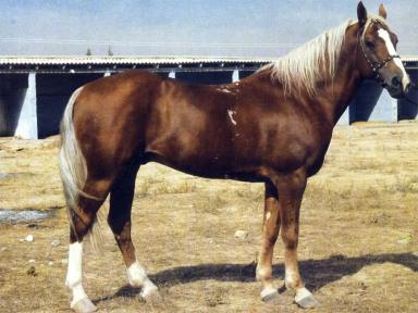 Локайская порода лошадей 