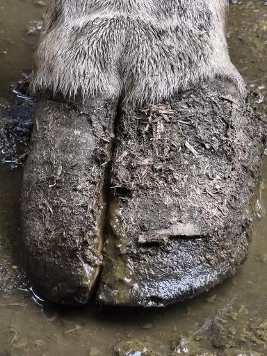 Контроль здоровья копытец коров: комплексный подход к профилактике и лечению.