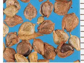 Горец почечуйный