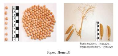 Донец горох