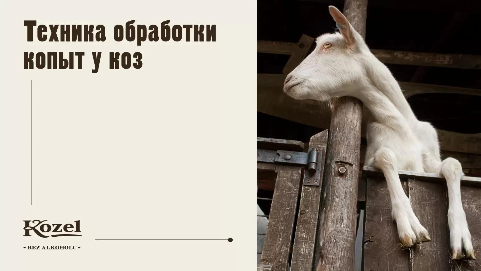 Техника обработки копыт у коз