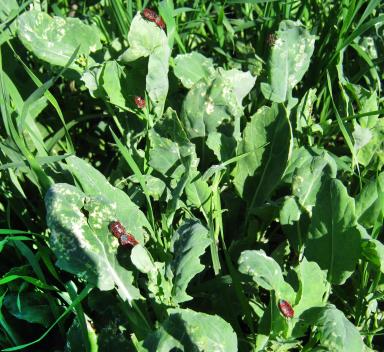 Эксперимент. Выращивание ярового рапса в зерновом севообороте.