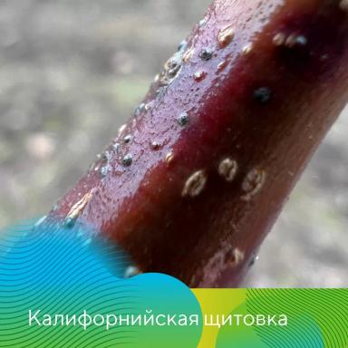 Защита садов от вредителей весной