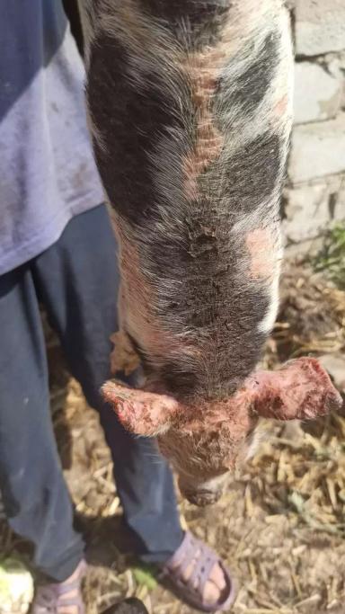 Вопросы из чатов: как лечить кожные поражения поросят?