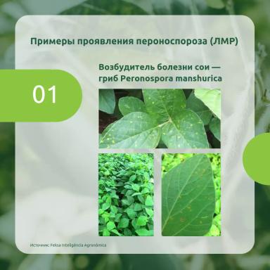 Зафиксировали вспышки пероноспороза (ложной мучнистой росы) сои