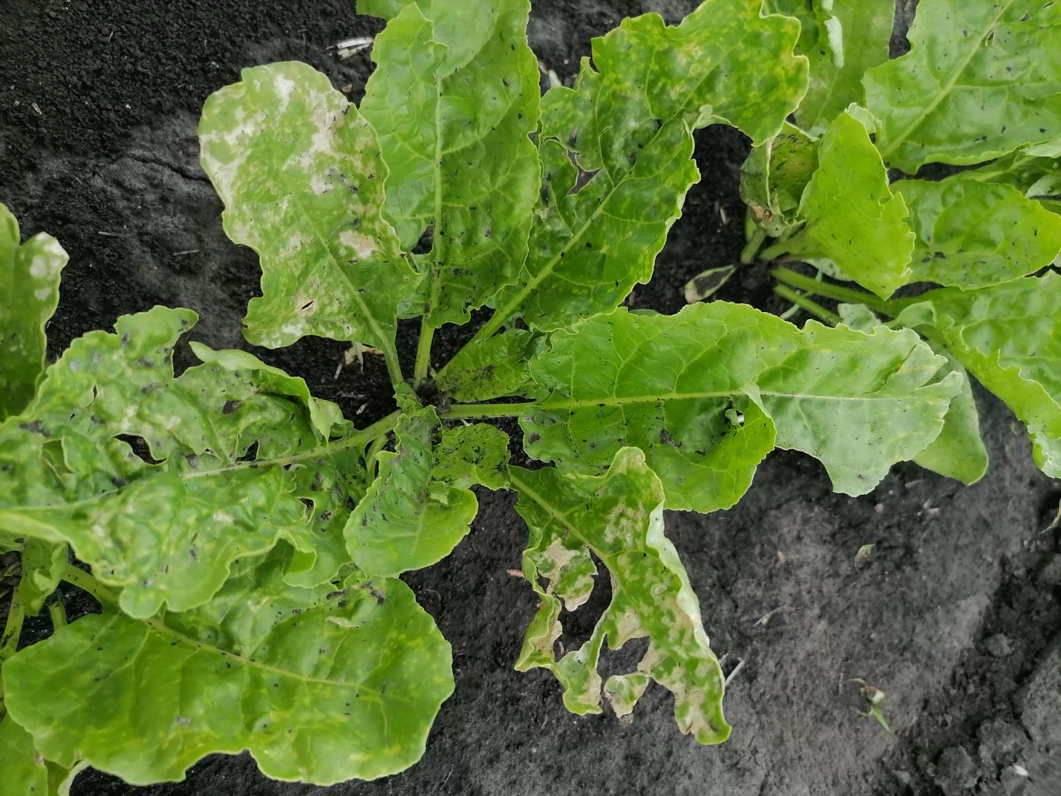 "Эстафета ответов" 