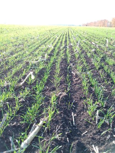 Влияние биопрепарата Альбит