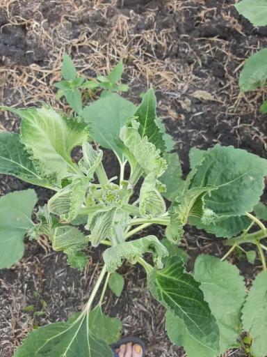 Заостренные листья подсолнечника