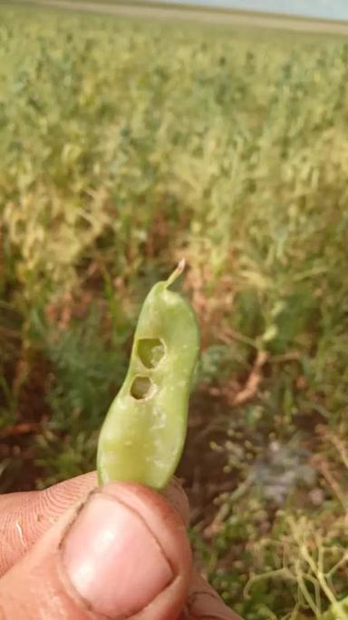 Вопросы из чатов: что за вредитель?