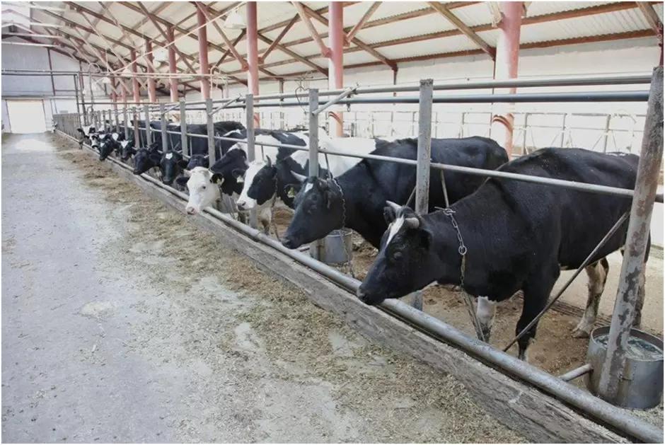 Вопросы из чатов: как атрофировать корове больную долю вымени?