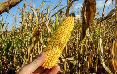 ЕС Зорион - гибрид кукурузы ( Zea mays L.).