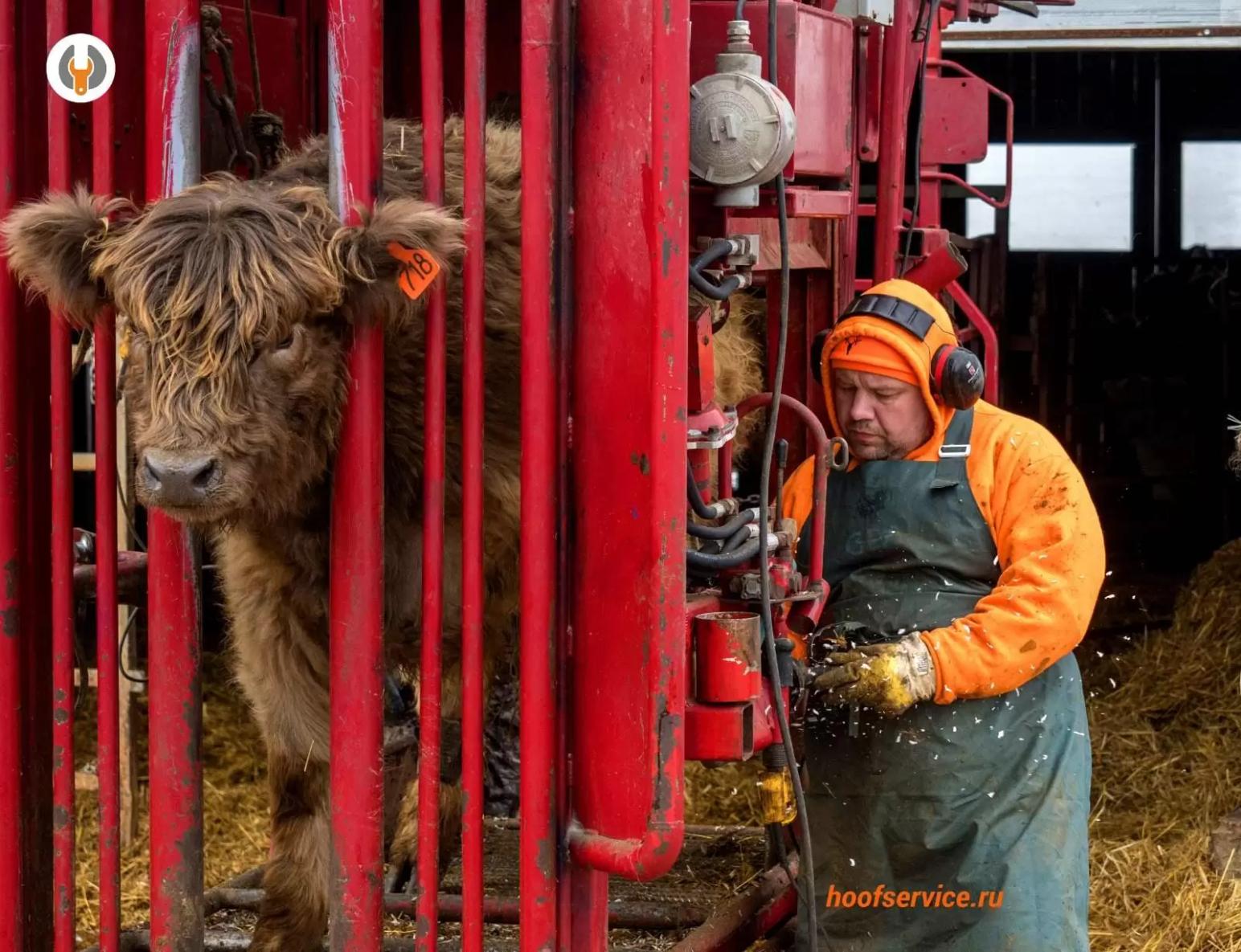 РУКОВОДИТЕЛЬ, ВНИМАНИЕ! НА ВАШЕМ ЖИВОТНОВОДЧЕСКОМ КОМПЛЕКСЕ ХРОМОТА!!!