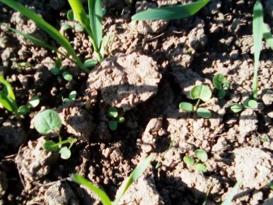 обработки семян клевера и тимофеевки.