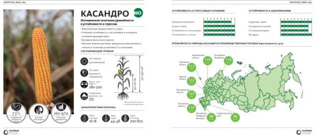 Касандро (CASANDRO)  гибрид кукурузы