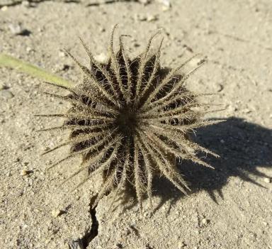 Канатник Теофраста