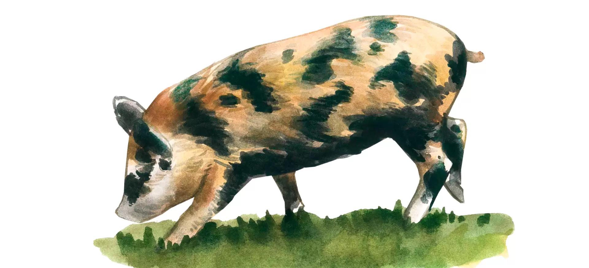 Арапава – порода свиней