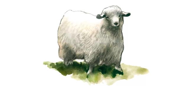 Пигорская порода коз