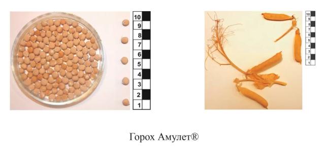 Амулет - сорт гороха посевного