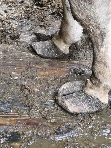 Контроль здоровья копытец коров: комплексный подход к профилактике и лечению.