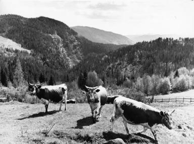 Telemarkfe