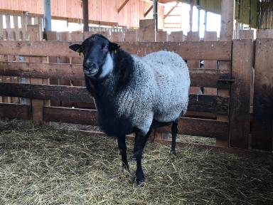 Как начать бизнес в животноводстве.