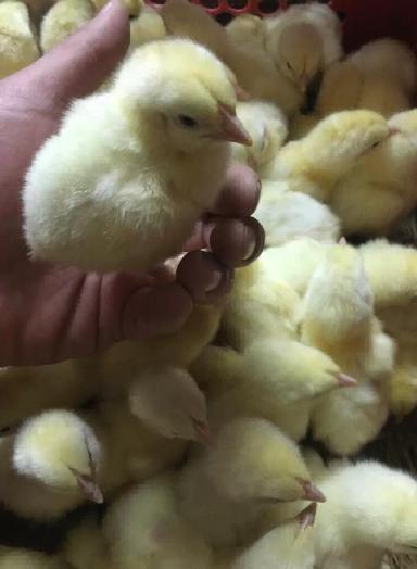 Выращивание и уход за цыплятами-бройлерами