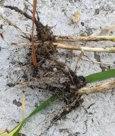 Корневые гнили пшеницы