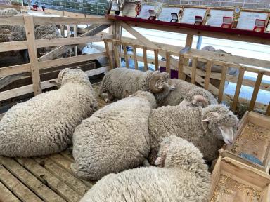 Черноземельский меринос - порода овец 