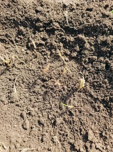 Хлебная жужелица, кто как борется?