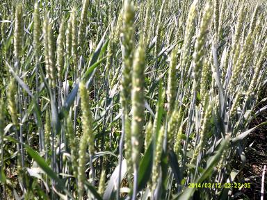 Подзимний посев миф или реальность.