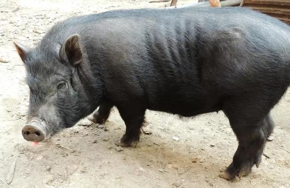 ПОЛОВОЕ СОЗРЕВАНИЕ ВЪЕТНАМСКОГО ХРЯКА