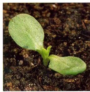 Воробейник полевой