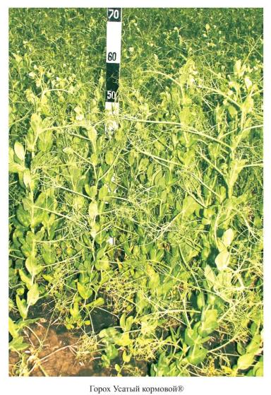 Горох Усатый кормовой