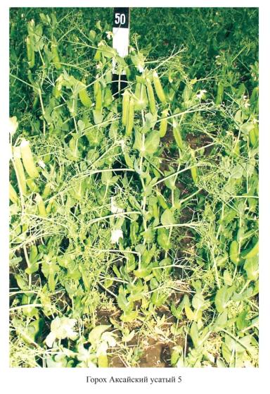 Аксайский усатый 5 горох